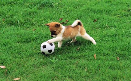 Champ is one hell of a soccer player !